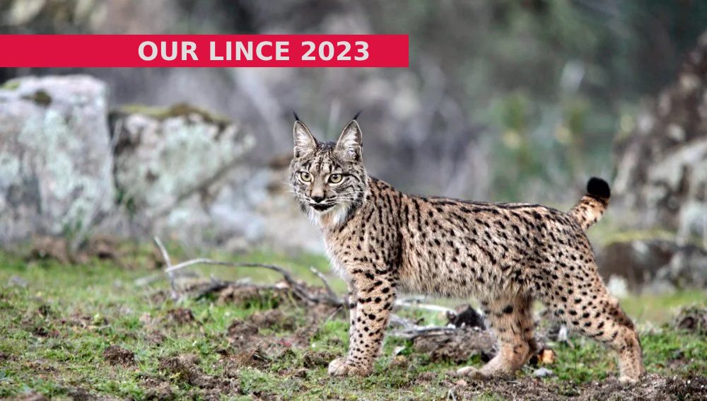 jtsec - Our LINCE 2023